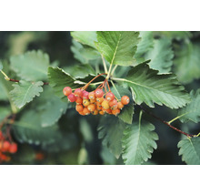 Närbild av rönngrenar med blad och bär