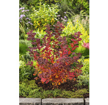 Spirea växt i trädgården