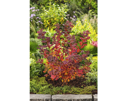 Spirea växt i trädgården