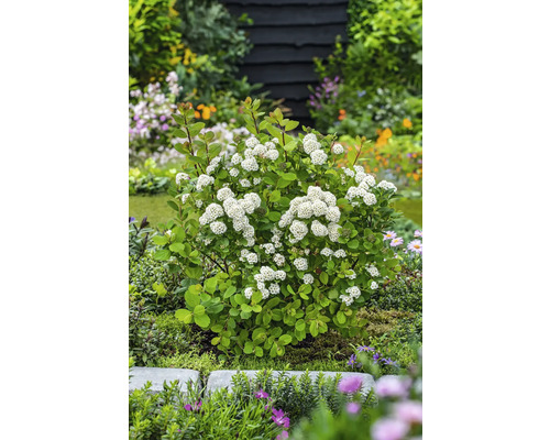 Spirea med vita blommor i trädgården