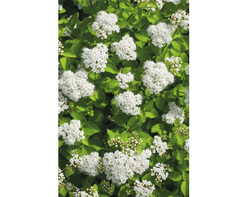 Blommande spirea med vita blommor