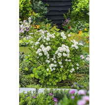 Blommande spirea i trädgården