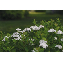 Spirea buske med vita blommor och gröna blad