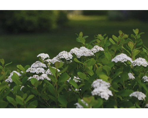 Spirea buske med vita blommor och gröna blad