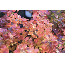 Närbild av en smällspirea med blad