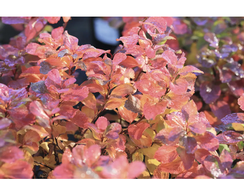 Närbild av en smällspirea med blad