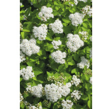 Blomställningar av spirea med gröna blad
