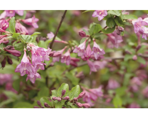 Närbild av en Weigelia växt med blommor och gröna blad
