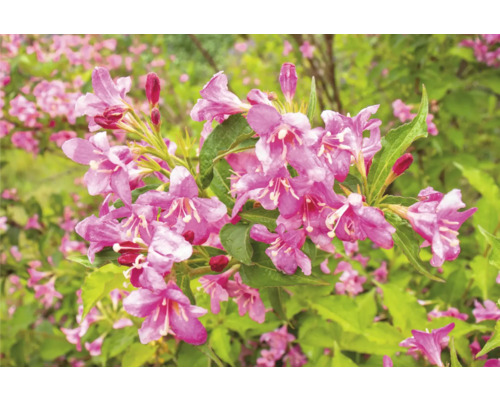 Närbild av blommande Weigelia i trädgården