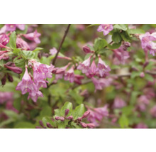 Rosenprakttry OMNIA GARDEN Weigela florida 'Korea' E Co 100-pack