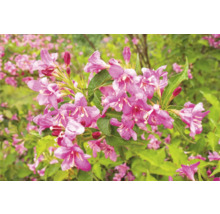 Närbild av en Weigelia med blommor