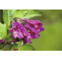 Närbild av rosa weigeliablommor med gröna blad