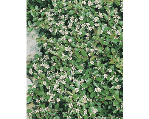 På bilden syns en oxbär med gröna blad och vita blommor.