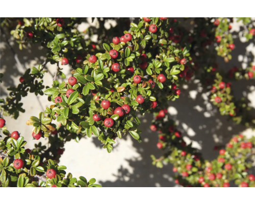 Oxbärsbuske med röda bär och små blad