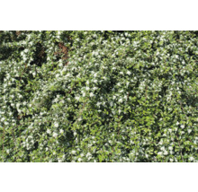 Blommande oxbär för trädgårdsdesign