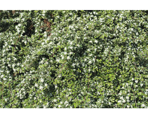 Blommande oxbär för trädgårdsdesign