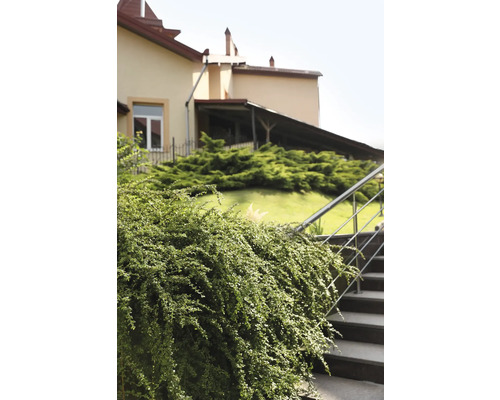 Utsikt över en trädgård med trappor och buskar framför ett hus