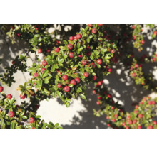 Skogholmsoxbär OMNIA GARDEN Cotoneaster × suecicus 'Skogholm' Co 100-pack