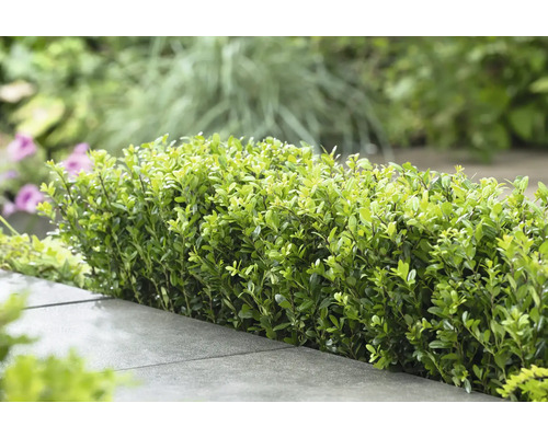 Rad av gröna buxbomhäckar i trädgården