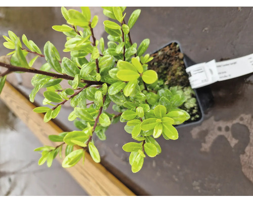 Häckmyrten odlad i kruka med små blad.