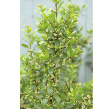 Bilden visar en benved med blad och blommor.