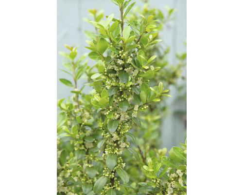 Bilden visar en benved med blad och blommor.