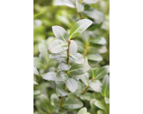 Bilden visar en Ilex crenata, även känd som japansk järnek.