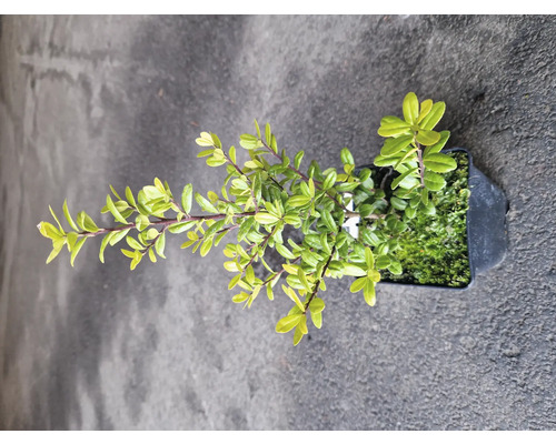 Tuvbär växt i kruka uppifrån