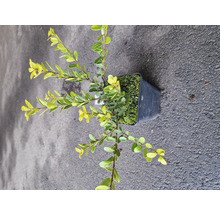 Buske odlad i kruka med ovala blad