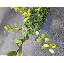 Buxus odlad i kruka med gröna blad