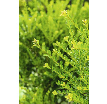 Buxbom med små blad