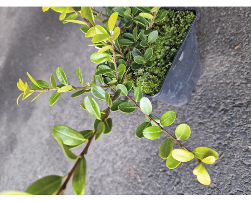 På bilden visas en Buxus sempervirens-växt i kruka.