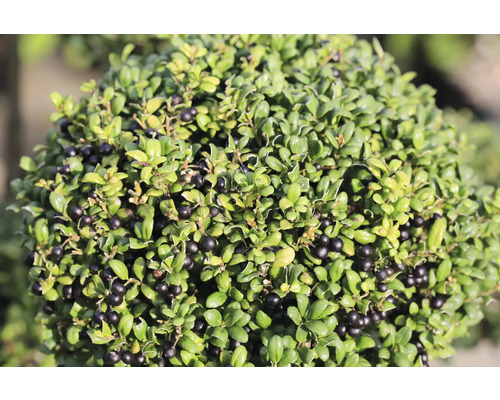 Städsegrön Ilex Crenata Bonsai med löv och bär