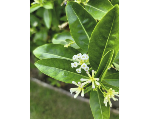 Närbild av en doftande blomma med blad och vita blommor