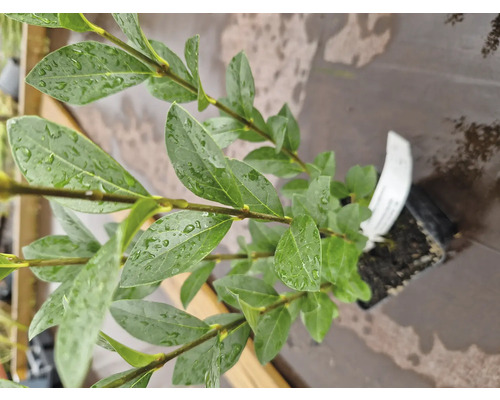 Blåbärsplanta i kruka med gröna blad