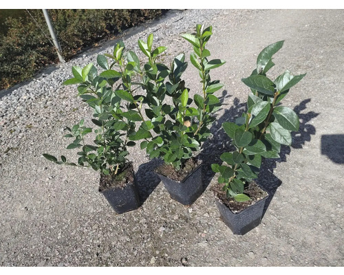 Tre krukväxter med gröna blad i svarta krukor.