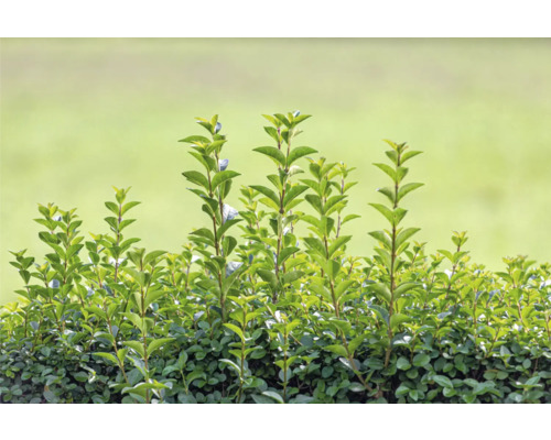 Häck med gröna blad i trädgården