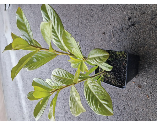 Växt i kruka med gröna blad