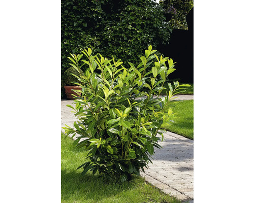 Lagerhägg i trädgården.