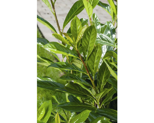 Närbild av en lagerbladsväxt med gröna blad.