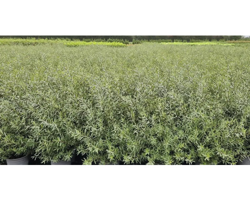 Fält med havtornbuskar i krukor