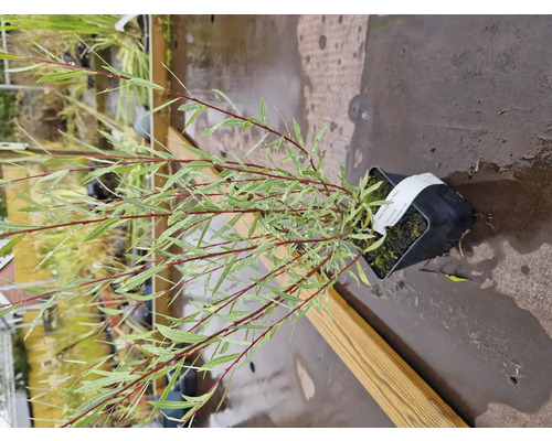 Ung planta av skruvpil i kruka