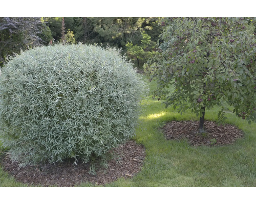 Klotpil och prydnadsapelträd i trädgården.