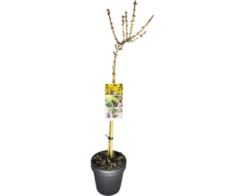 Forsythia stammad FLORASELF Forsythia intermedia 'Nimbus' stamhöjd 50cm Co 3L Forsythia som högstam i kruka