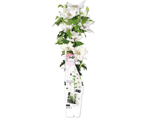 Vit klematis FLORASELF Clematis Boulevard 45cm krukstorlek Ø15cm