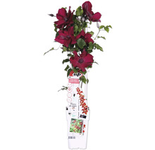 Klematisplanta med röda blommor i kruka