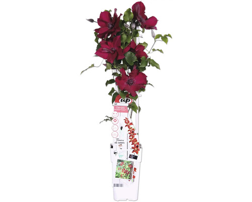 Röd klematis FLORASELF Clematis Boulevard 45cm krukstorlek Ø15cm