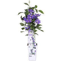 Klematis växt med lila blommor och gröna blad