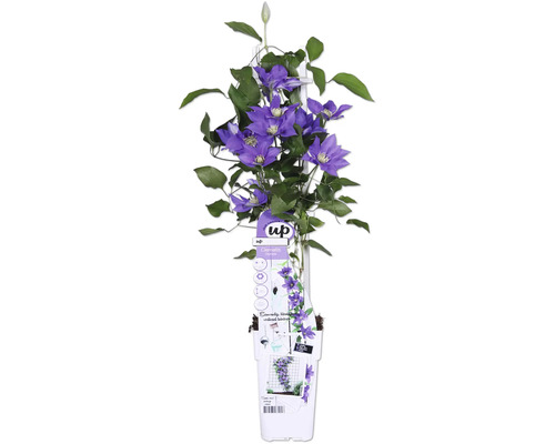 Blå/lila klematis FLORASELF Clematis Boulevard 45cm krukstorlek Ø15cm