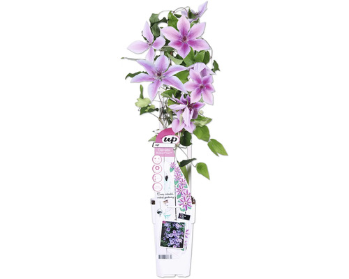 Randig klematis FLORASELF Clematis Boulevard 45cm krukstorlek Ø15cm